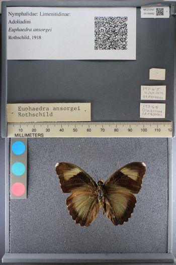 Media type: image;   Entomology 194882